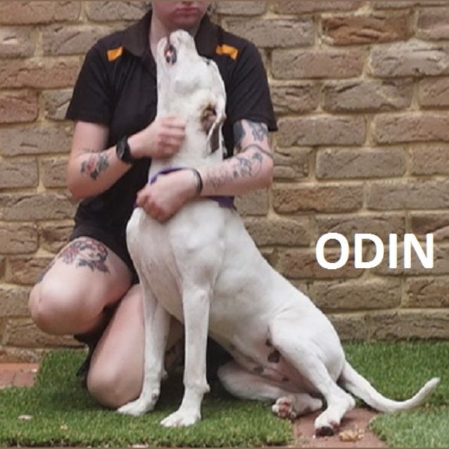 Photo of Odin