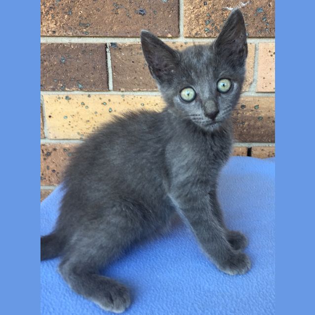 Photo of Rescue Kittens 