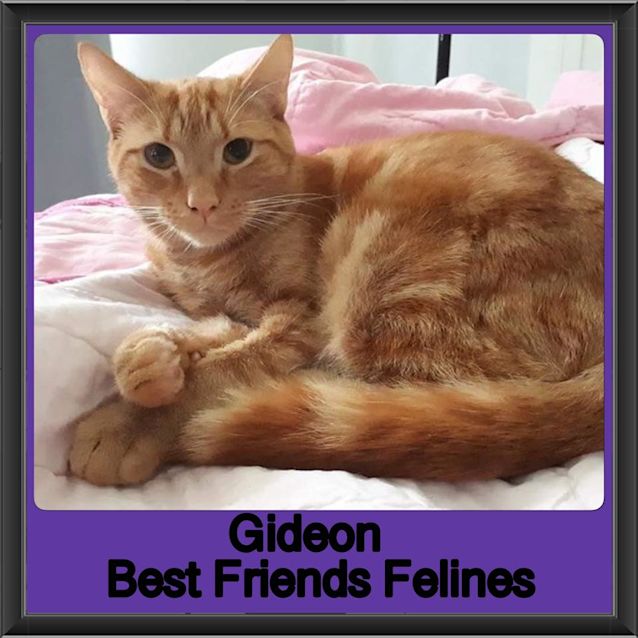 Photo of Gideon