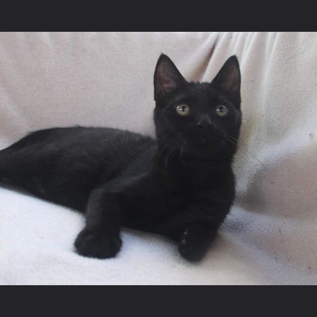 Photo of Pancake