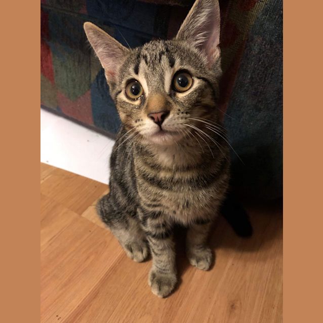 Photo of Ollie