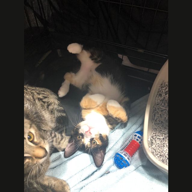 Photo of Poppie