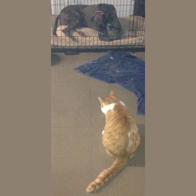 Photo of Dino   Available Soon