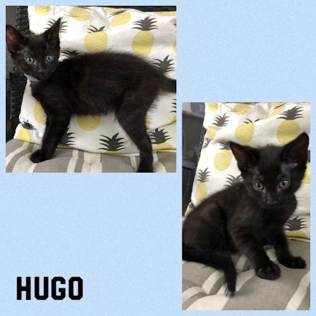 Photo of Hugo