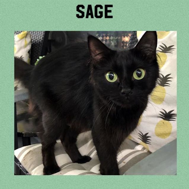 Photo of Sage