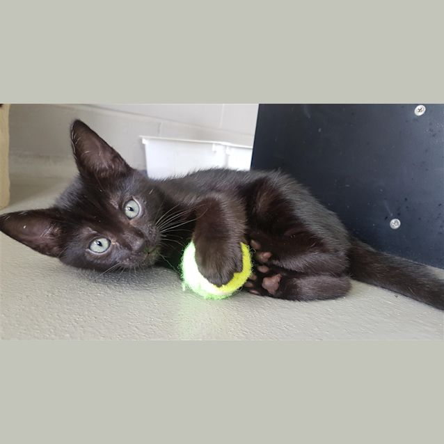 Photo of Onyx