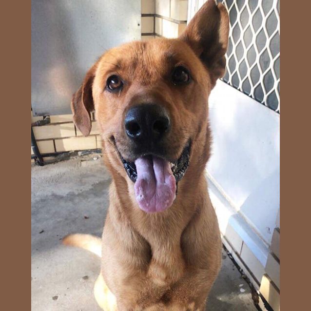 Photo of Odie  **On Trial**