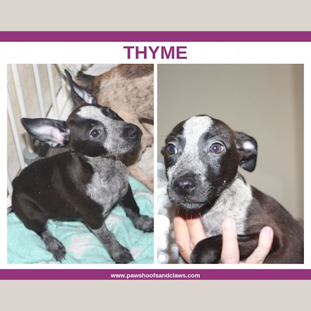 Photo of Thyme