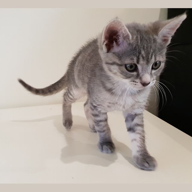 Photo of Elsa 