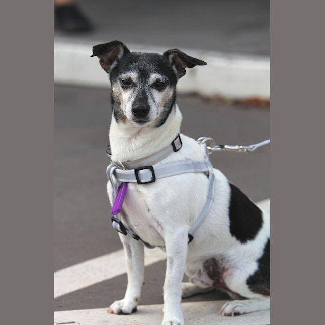 Photo of ** On Trial**Diesel  