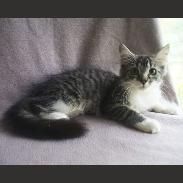Photo of Keesena 