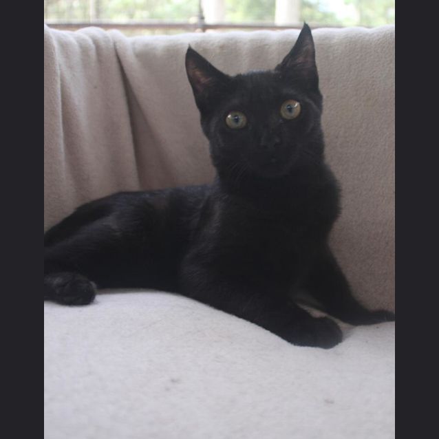 Photo of Munchkin 