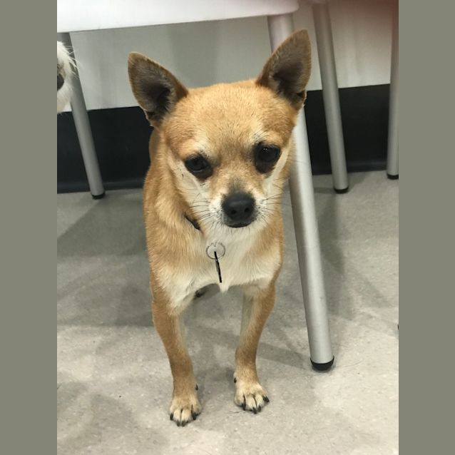 Photo of Gizmo 