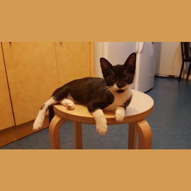 Photo of Oreo