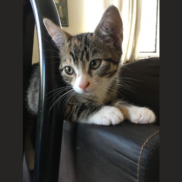 Photo of Daisy