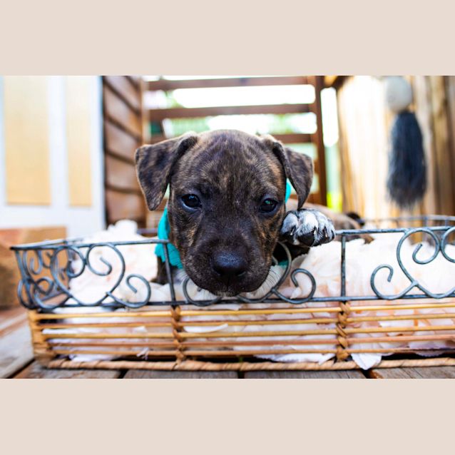 Photo of Tess ~ Staffy X Puppy (On Trial 3/3/19)