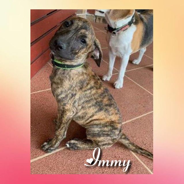 Photo of Immy