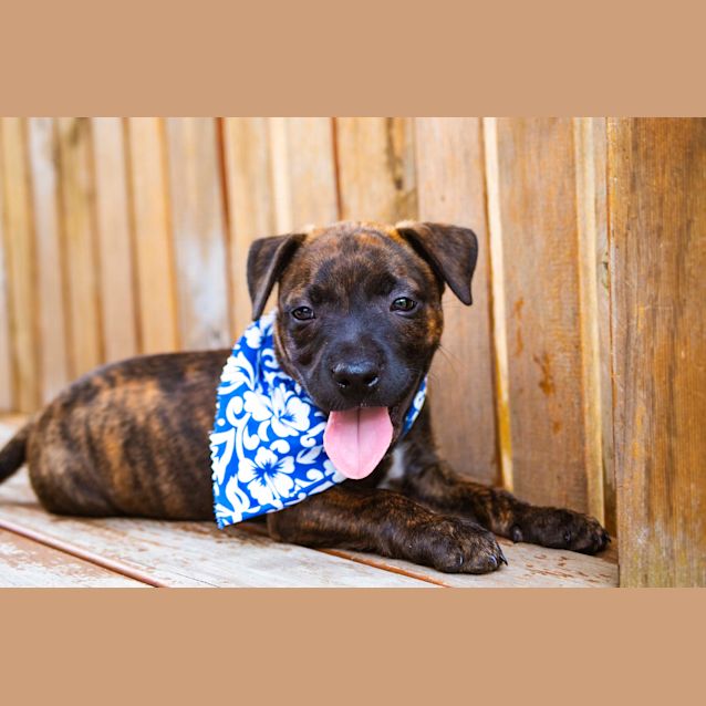 Photo of Abigail ~ Staffy X Puppy (On Trial 10/3/19)