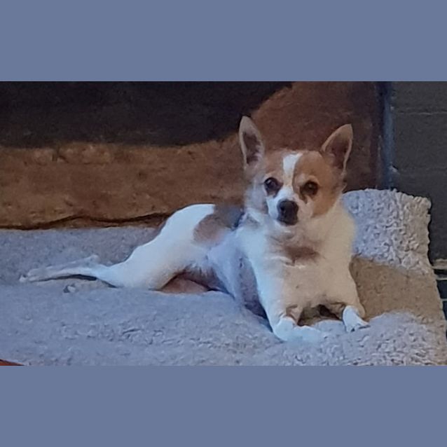 Photo of Bella