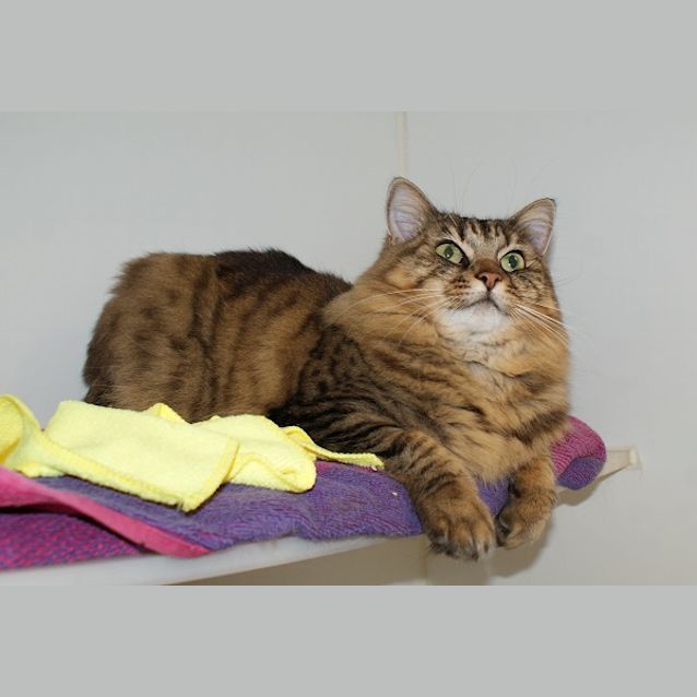 Photo of Lolly Sua003521