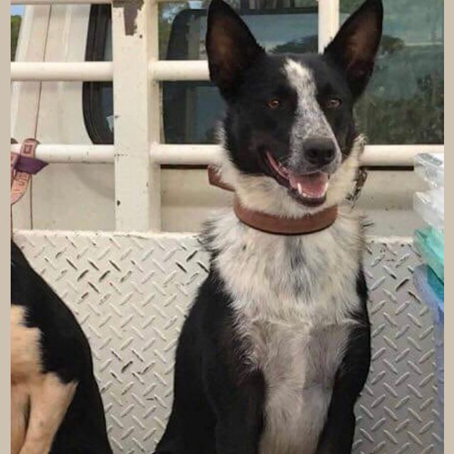 Photo of Pip 