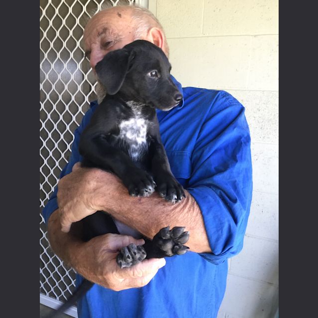 Photo of Kiro And Sam (Adopted) 