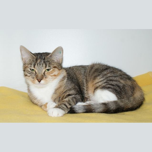 Photo of Marmalade Sua003548