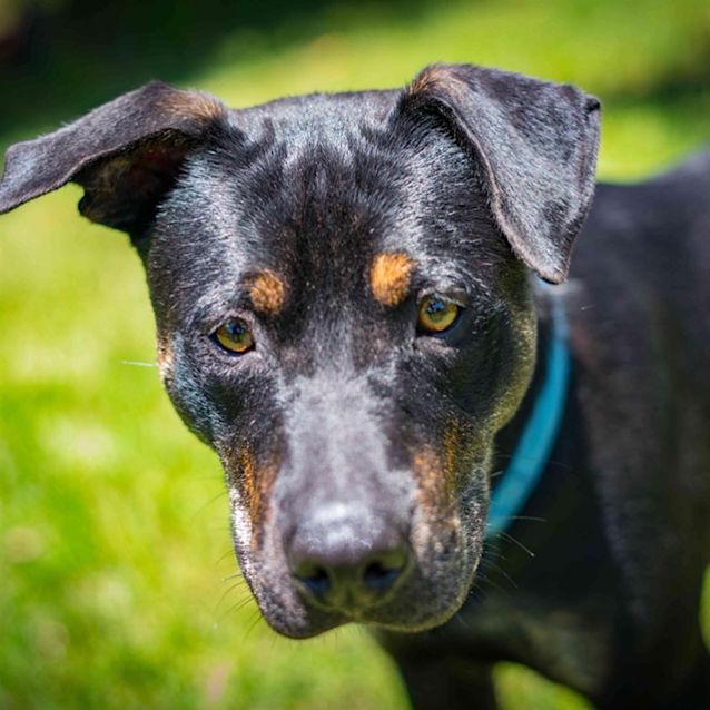 Photo of Pointy