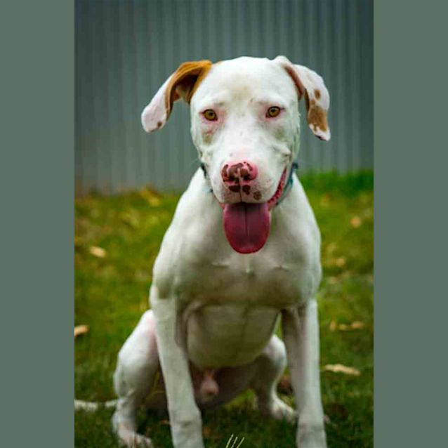 Photo of Rocco