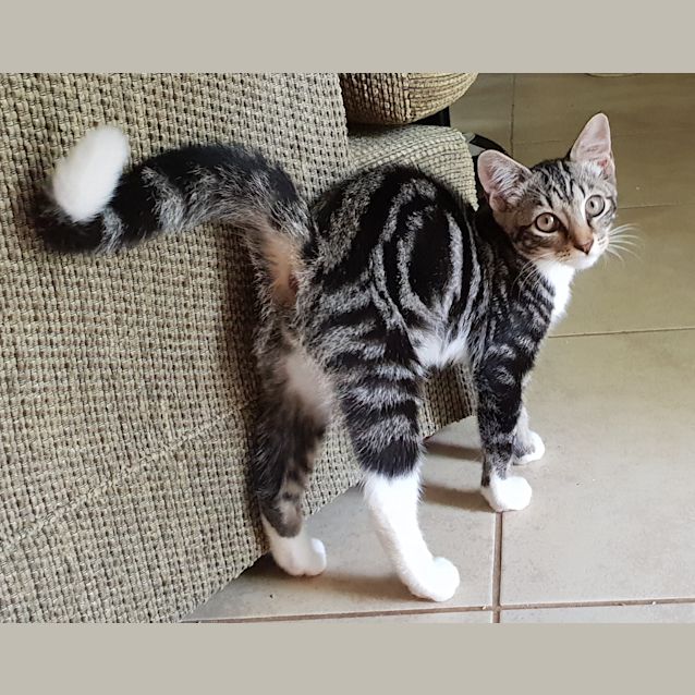 Photo of Otis