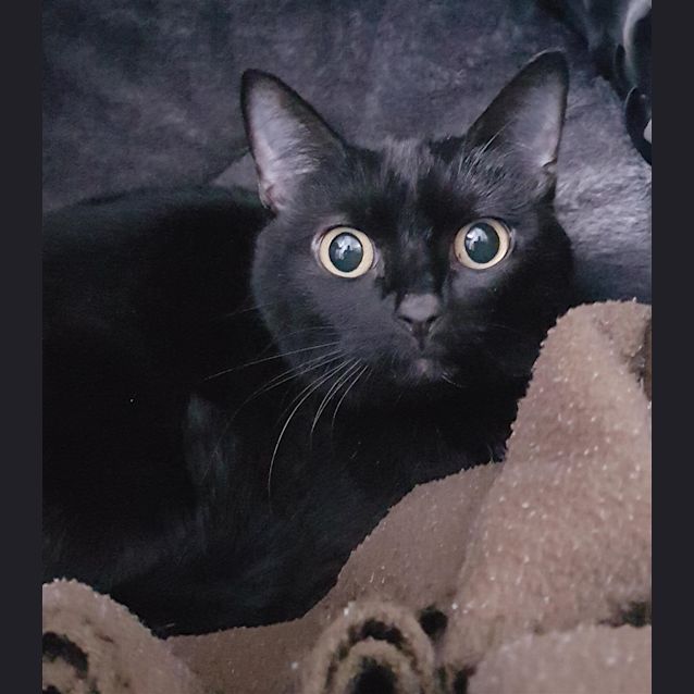 Photo of Ninja