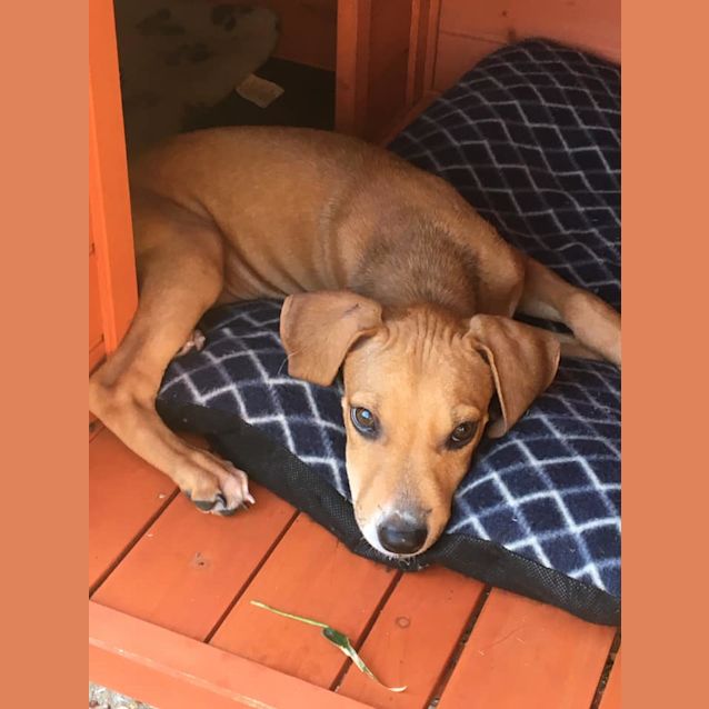 Photo of Venus *Adoption Pending*