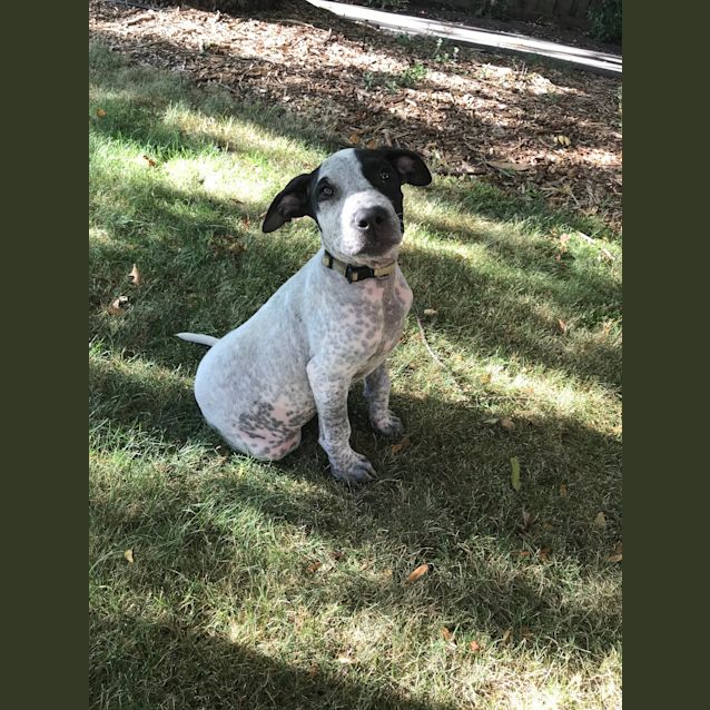 Photo of Peanut