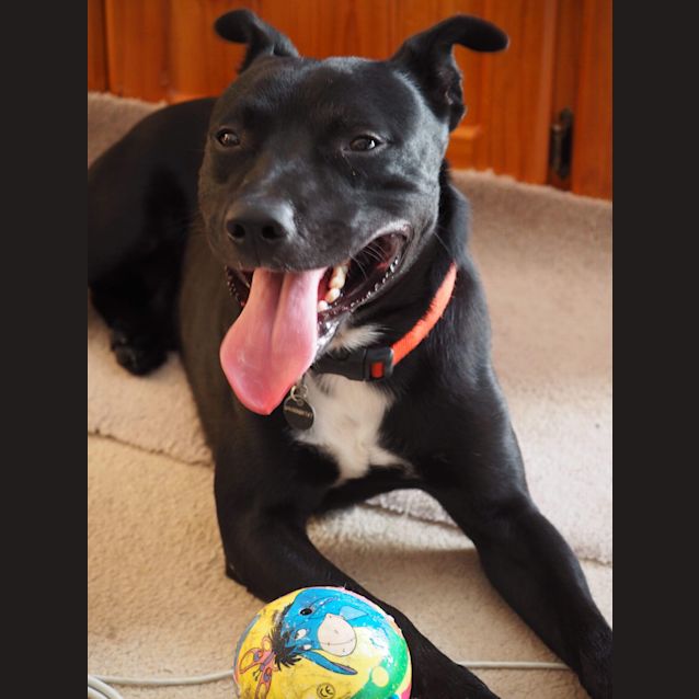Photo of Blackie 