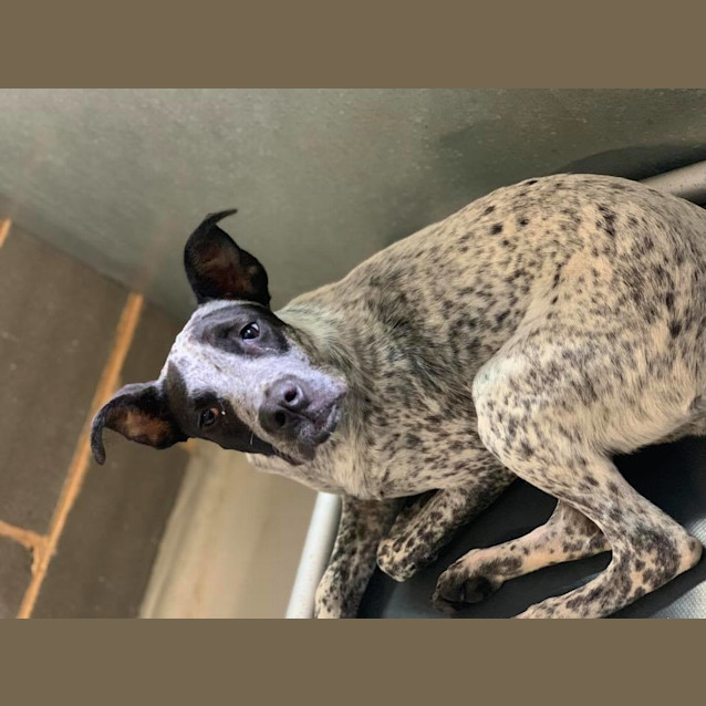 Photo of Ruby