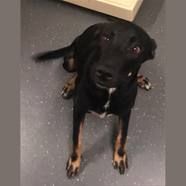 Photo of Nala