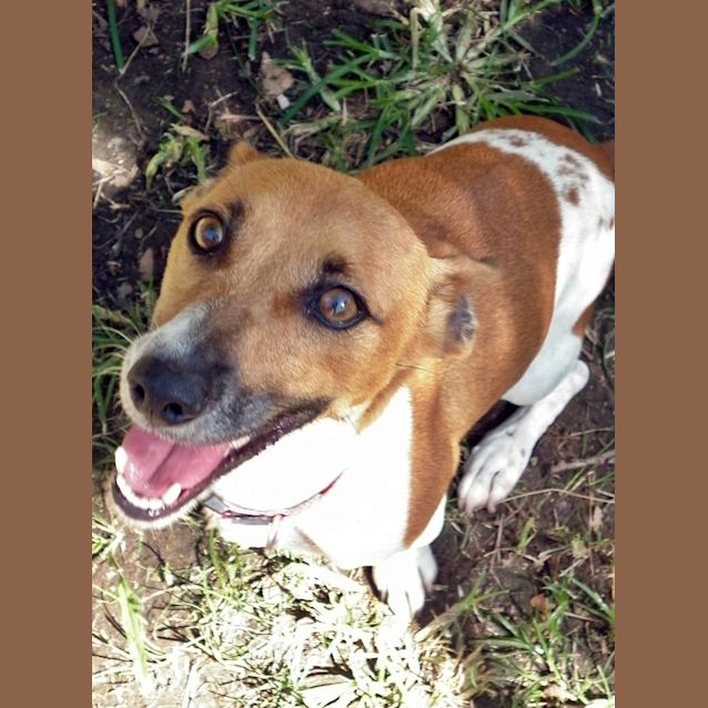 Photo of Sparky