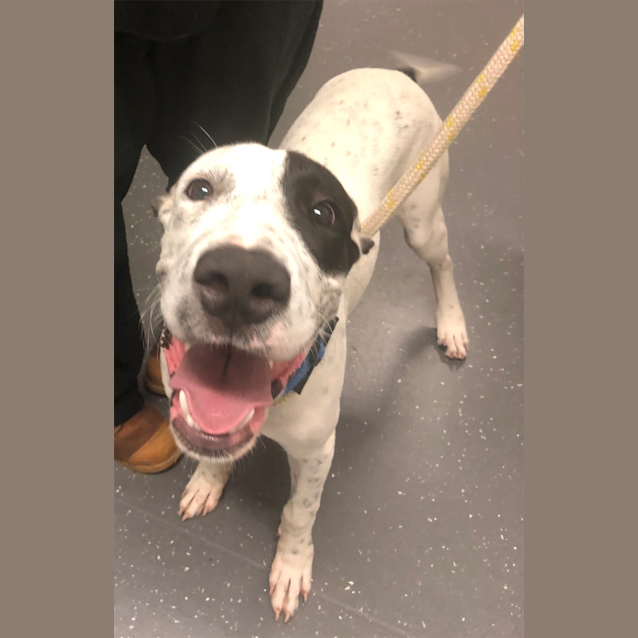 Photo of Spot