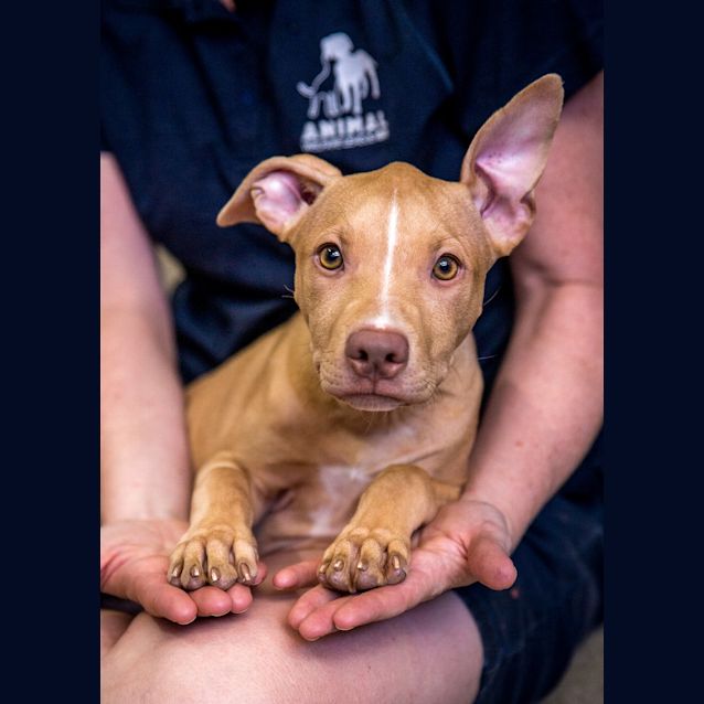 Photo of Daisy