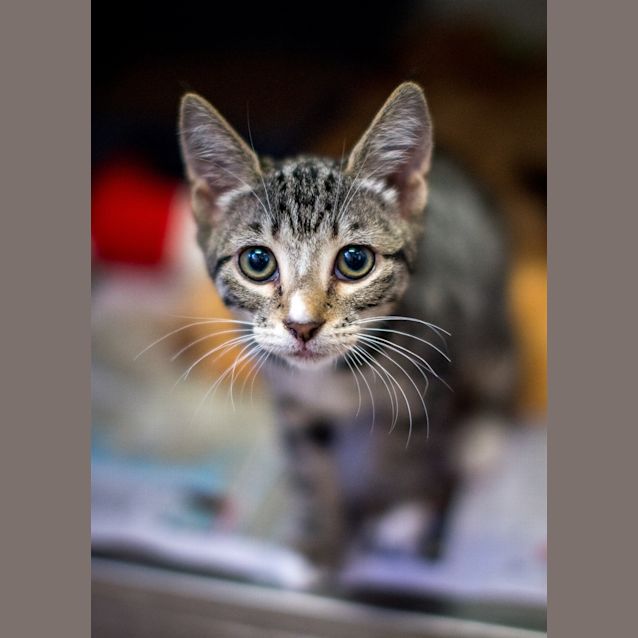 Photo of Pino