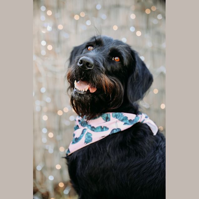 Photo of Jess ~ Terrier X (On Trial 30/6/19)