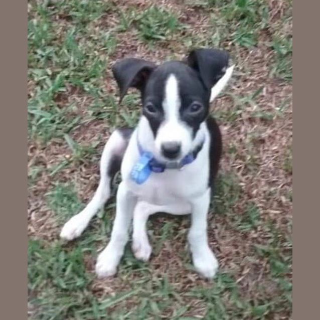 Photo of Finn ~ Foxie X (On Trial 27/2/2019)