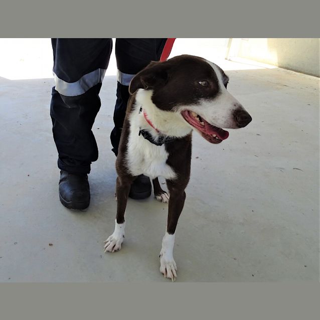 Photo of Daisy