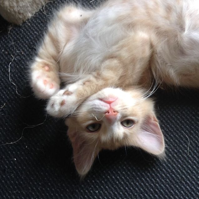 Photo of Samson💚💚