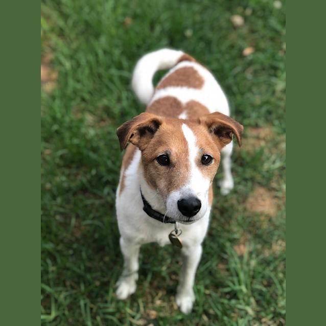 Photo of Huxley