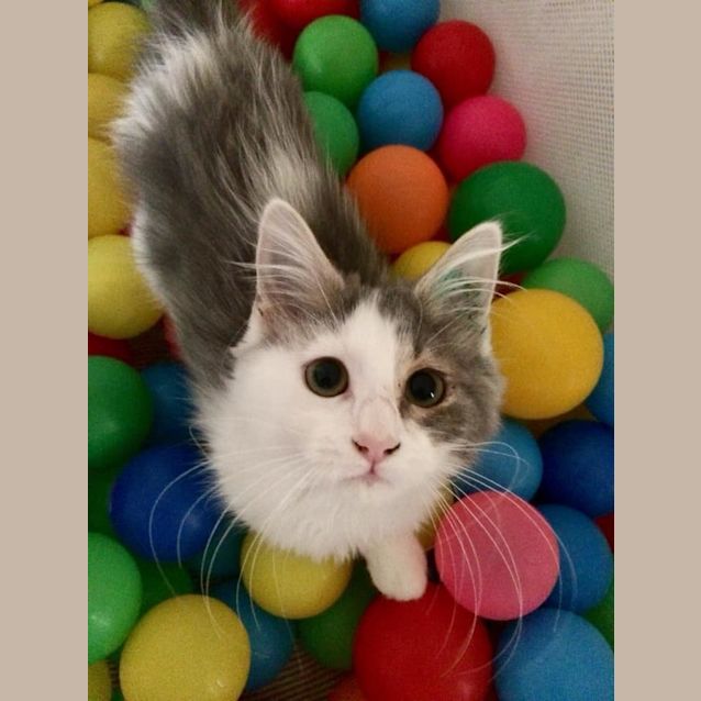 Photo of Fluffy **2nd Chance Cat Rescue**