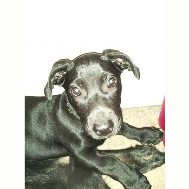 Photo of Buck
