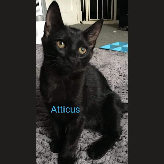 Photo of Atticus