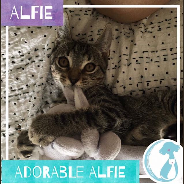 Photo of Alfie