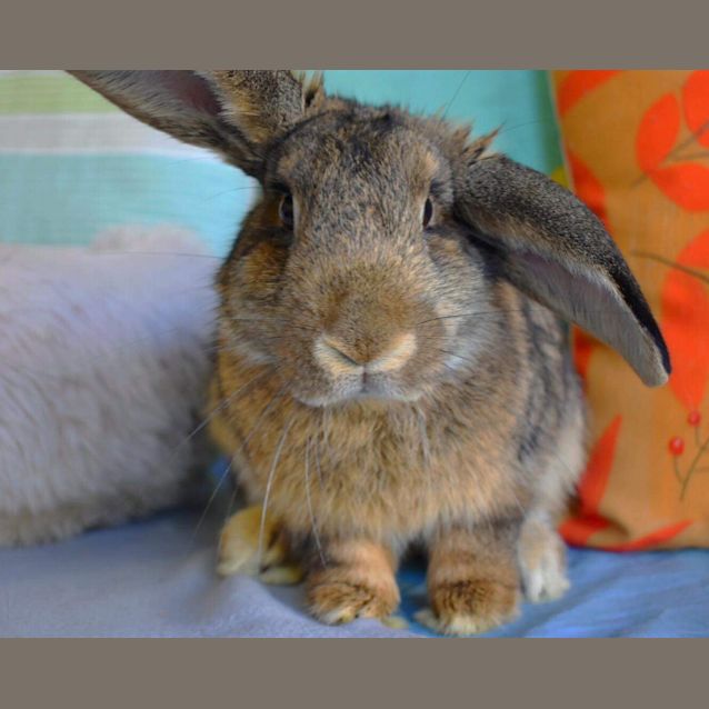 Photo of Dwayne The Rock Johnson 